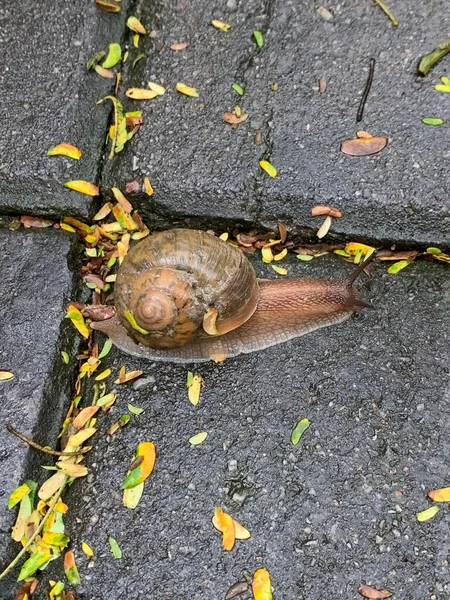 Tiro Vertical Pequeno Caracol Rastejando Lentamente Chão Molhado Luz Dia — Fotografia de Stock