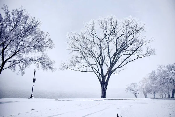 Een Winterlandschap Met Besneeuwde Bomen Grond — Stockfoto