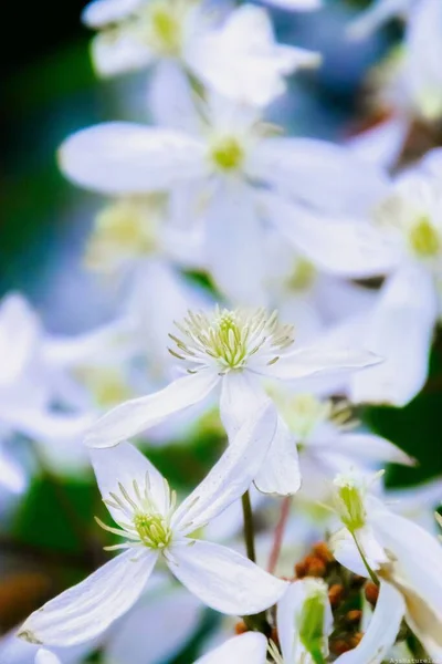 クレマチス アルマンディの白花の選択的焦点ショット — ストック写真