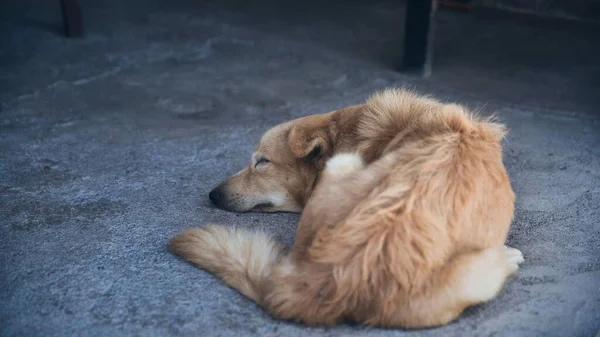 Der Blick Von Oben Auf Einen Straßenhund Der Auf Dem — Stockfoto