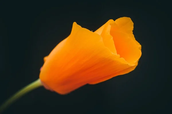 Een Macro Shot Van Een Oranje California Papaver Bloem Een — Stockfoto