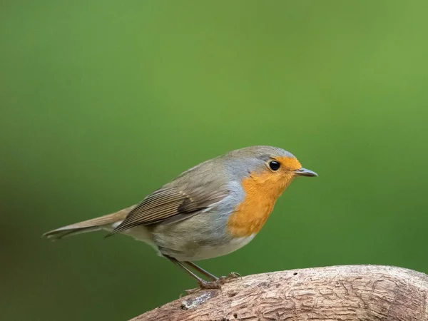 Zbliżenie Pięknego Robina Grzędzie Zielonym Zamazanym Tle — Zdjęcie stockowe
