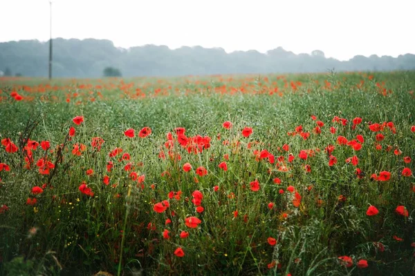 Γραφικές Τοποθεσίες Όλο Ηνωμένο Βασίλειο Poppy Fields Dew — Φωτογραφία Αρχείου