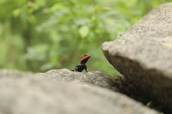 Ein Kleines Felsenagama Auf Einem Felshügel Narsapur Wald Hyderabad — Stockfoto