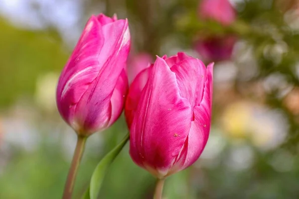 Focus Selettivo Tulipani Rosa Giardino — Foto Stock