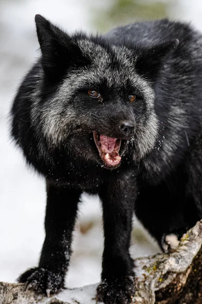 A closeup shot of the black fox in the snowy forest