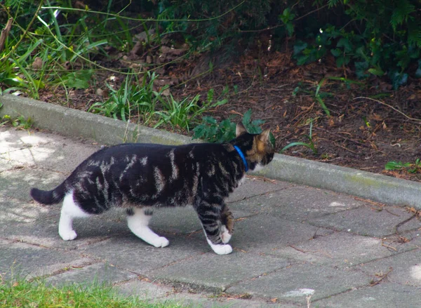 Eine Nahaufnahme Einer Gestreiften Katze Die Draußen Spaziert — Stockfoto