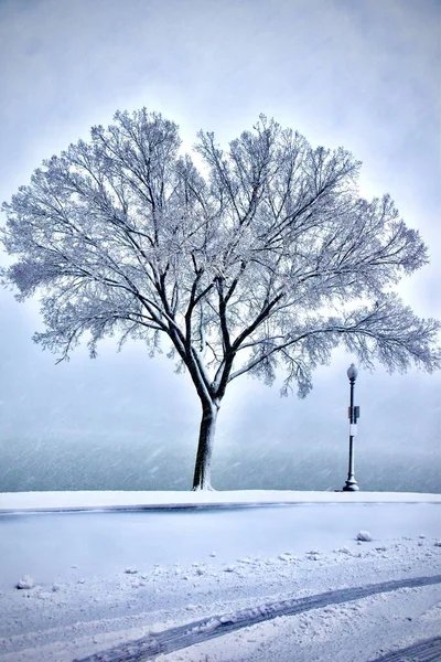 Vertical Shot Snow Covered Tree Street — Stock Photo, Image