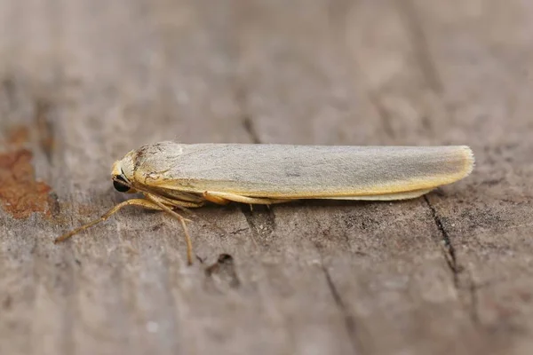 Detailed Closeup Scarce Footman Moth Eilema Complana — Stock Photo, Image