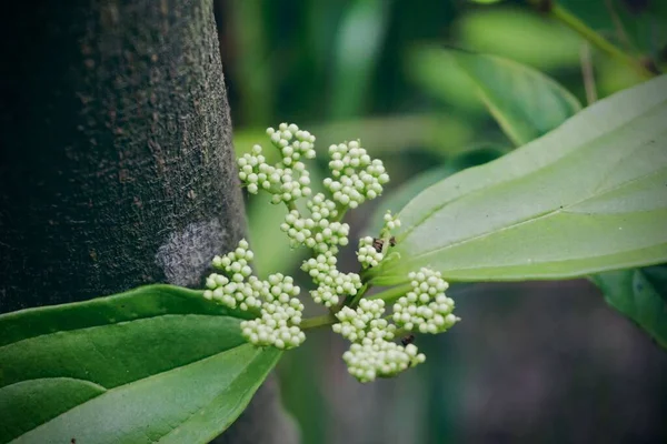 Närbild Skimmia — Stockfoto