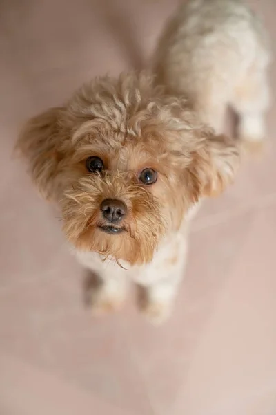 Tiro Ângulo Alto Cão Poodle Chão — Fotografia de Stock