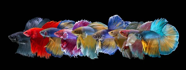 Conjunto Peixes Combate Siameses Coloridos Vulgarmente Conhecidos Como Betta Fundo — Fotografia de Stock