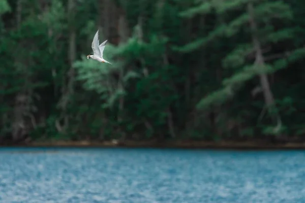 Göl Ağaçlara Karşı Beyaz Bir Kuşun Manzaralı Görüntüsü — Stok fotoğraf