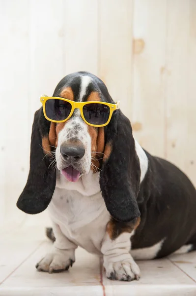 Basset Hound Pes Žlutými Slunečními Brýlemi — Stock fotografie