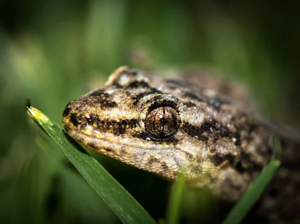 Primer Plano Cabeza Geco Luto Lepidodactylus Lugubris Sobre Las Hojas —  Fotos de Stock