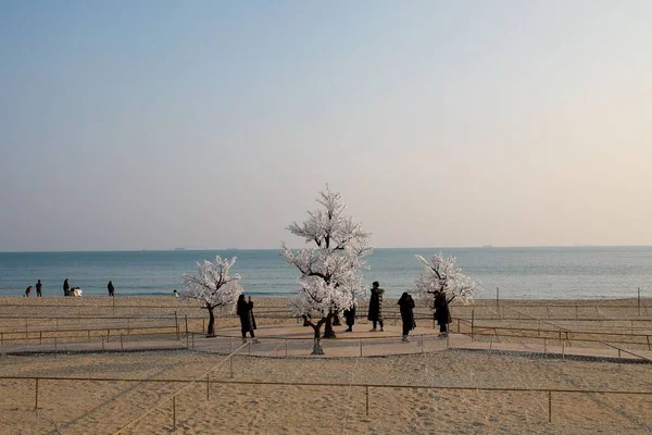 Eine Gruppe Von Menschen Fotografiert Neben Weißen Bäumen Strand Von — Stockfoto