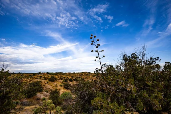 Miraval Arizona Yeşil Çalılar Parlak Bir Gökyüzünün Altında Bitkilerle Dolu — Stok fotoğraf