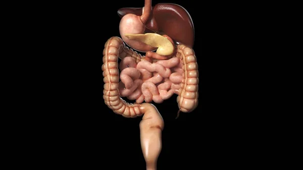 Rendering Digestive System Young Man — Stock Photo, Image