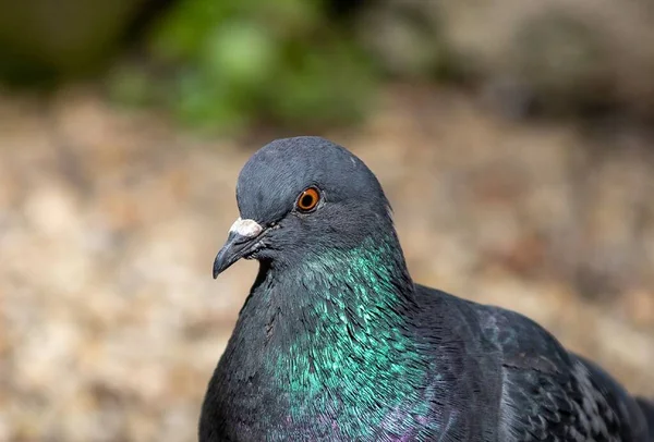緑の羽を持つ灰色の鳩の詳細のクローズアップショット — ストック写真