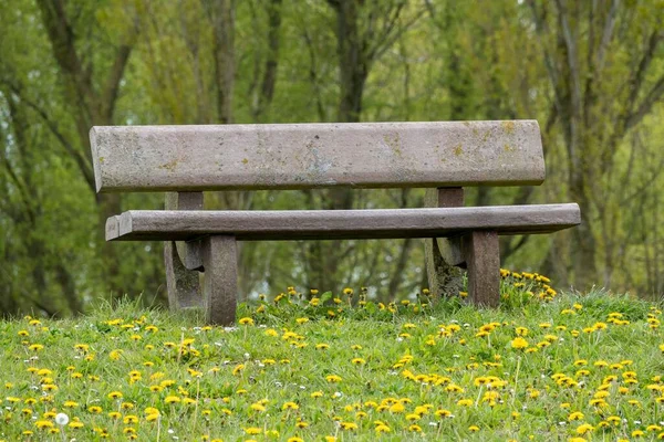 タンポポの畑に一本のベンチ — ストック写真