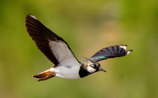 Una Hermosa Toma Lapwing Del Norte Que Eleva Sobre Fondo —  Fotos de Stock