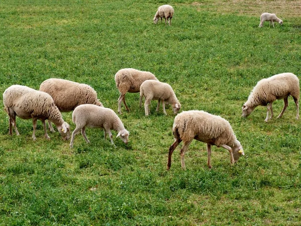 緑の畑で羊の放牧の群れ — ストック写真