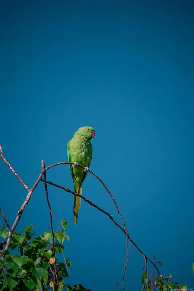 Вертикальный Снимок Зелёной Птицы Попугая Ветке Голубым Небом — стоковое фото