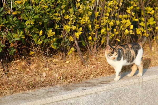 Cute Calico Tabby Cat Walking Ledge — Stock Photo, Image
