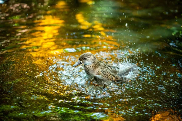 Primer Plano Ánade Real Marrón Nadando Salpicando Lago — Foto de Stock