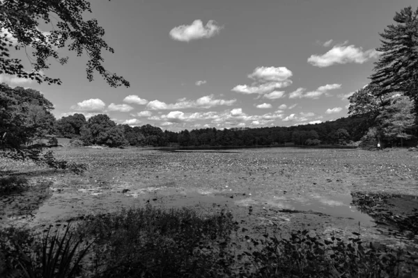 グレースケールの木々や植生に囲まれた森の中の沼 — ストック写真