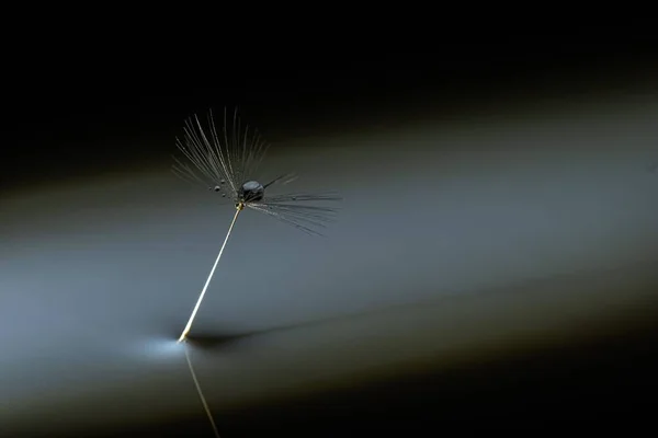 Macro Shot Dandelion Seed Light Line Small Water Drop — Stock Photo, Image