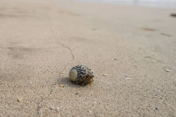 Hermit Crab Lying Sandy Beach — Stock Photo, Image