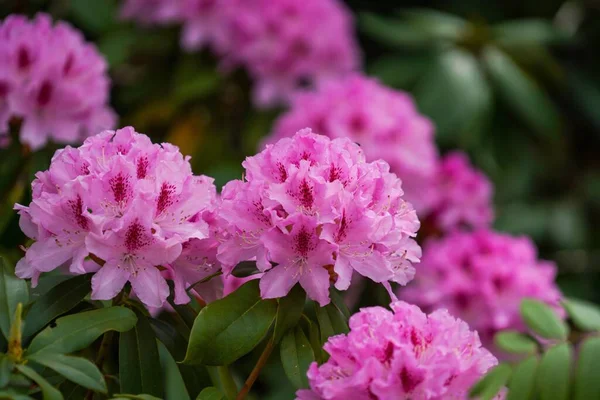 Sebuah Tembakan Dekat Bunga Rhododendron Merah Muda — Stok Foto
