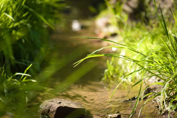 Крупный План Маленького Ручья Травяной Рамы — стоковое фото