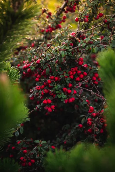 Kırmızı Böğürtlenli Bir Bitkinin Dikey Çekimi — Stok fotoğraf