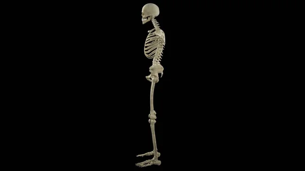 Eine Visualisierung Des Skeletts Eines Jungen Mannes — Stockfoto