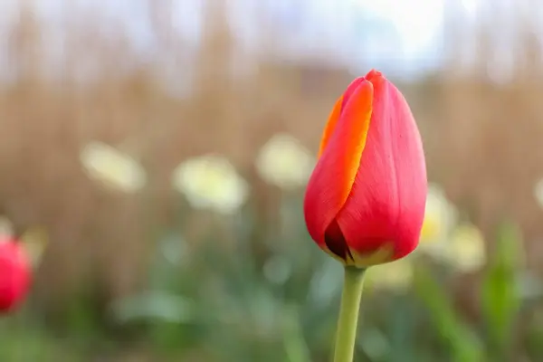 Una Messa Fuoco Selettiva Tulipano Rosso Giallo Giardino — Foto Stock
