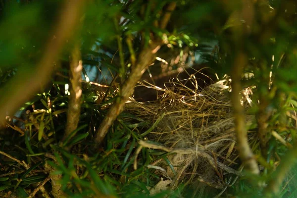 Plan Rapproché Nid Vide Paille Oiseau Sous Ombre — Photo