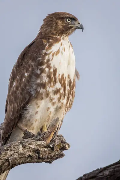 Gros Plan Vertical Majestueux Faucon Queue Rouge Sur Une Branche — Photo