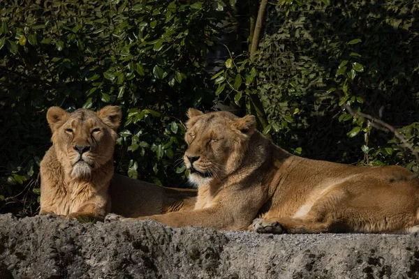 Dişi Aslanların Yakın Çekimleri Güneşin Tadını Çıkarırken Sıcak Taşların Üzerinde — Stok fotoğraf