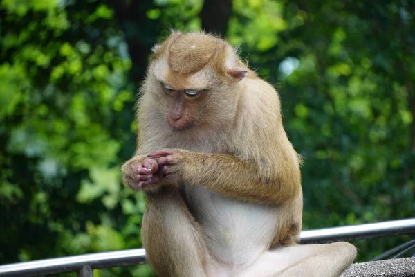 Closeup Shot Macaque — Stok Foto