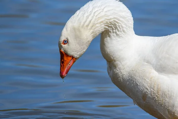 Selective Focus White Goose Water Background — Stock Photo, Image