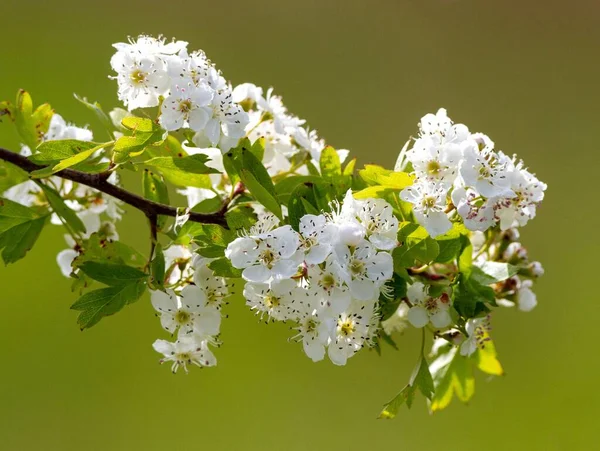 桜の花の枝のクローズアップ — ストック写真