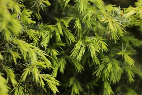 Closeup Juniper Tree Needles — Stock Photo, Image