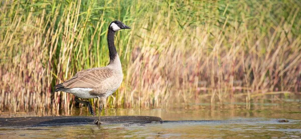 Canada Goose Branta Canadensis Sobre Uma Rocha Frente Aos Juncos — Fotografia de Stock