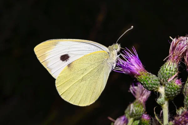 Ein Genauer Blick Auf Einen Weißen Schmetterling Natürlichem Lebensraum Auf — Stockfoto