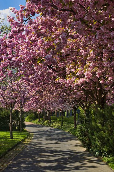 A vertical shot of blooming cherry trees in the park