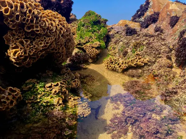 Closeup Colored Coral Exposed Low Tide — Stock Photo, Image