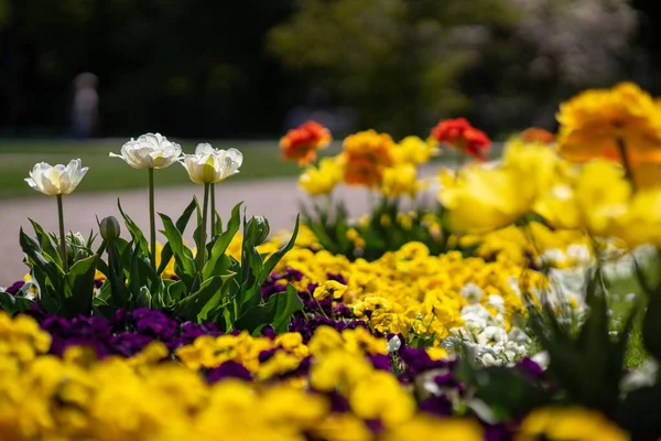 Selektivní Ostření Záběr Bílého Zahradní Tulipán Rozmazané Barevné Květy Parku — Stock fotografie