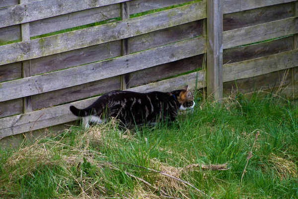 Eine Nahaufnahme Einer Gestreiften Katze Die Der Nähe Eines Zauns — Stockfoto